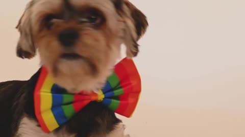 A Dog with a Rainbow Bow Tie is Observing the Surroundings While Laying Down