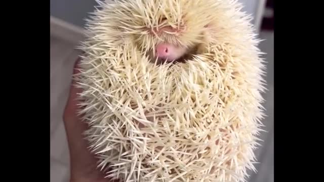 Cute baby animals Videos Compilation cute moment of the animals #3
