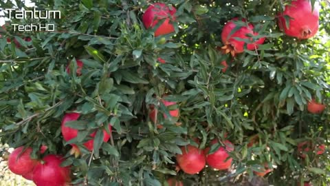 How to make pomegranate juice and bottles