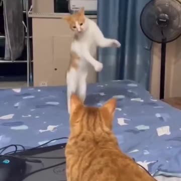 Cat Dancing 😅 wait for end🔥 #short #viralvideo #tranding