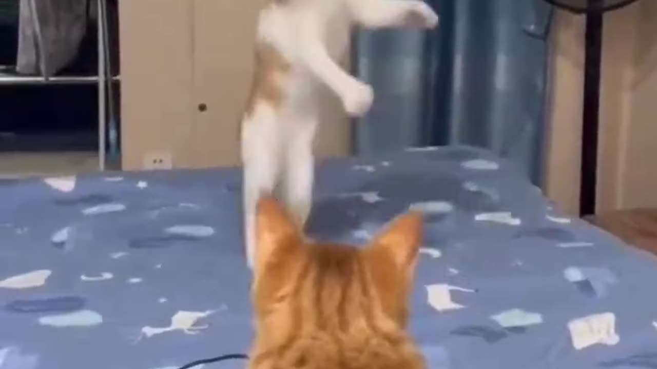 Cat Dancing 😅 wait for end🔥 #short #viralvideo #tranding