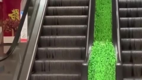 Funniest Cats and Dogs 🐶🐱 | Funny Animal Videos