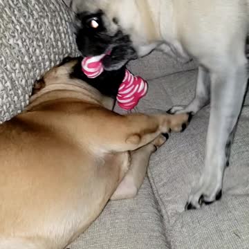 Faith and LuLu tug of war