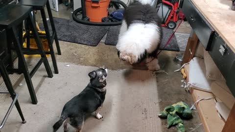 Eddie goes in for the kill