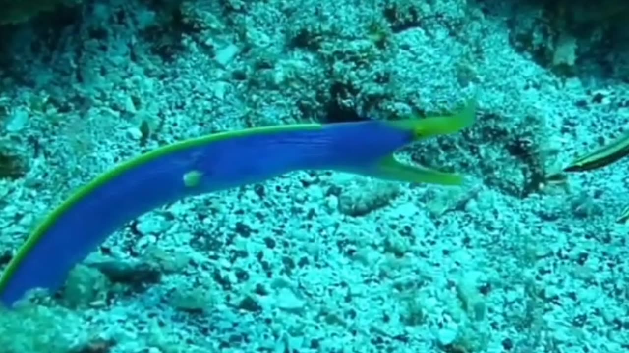 Ribbon Eel