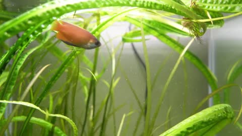 Feeding live brine shrimp to all our fish: The BEST way to feed them
