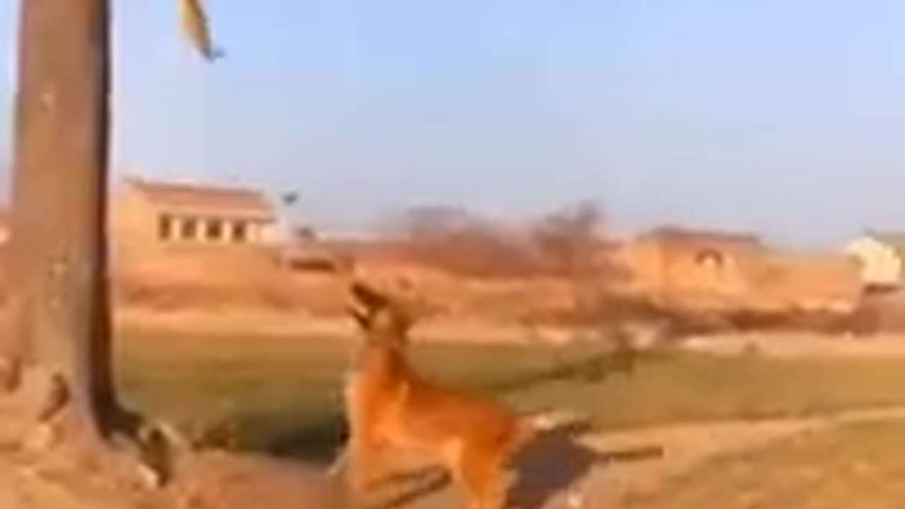 Besta funny Animals