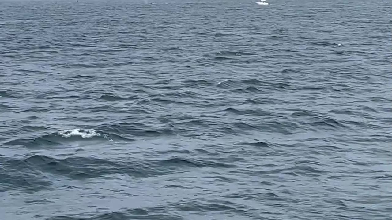 Massive Group of Whales Feeding Off the Coast of Cape Cod