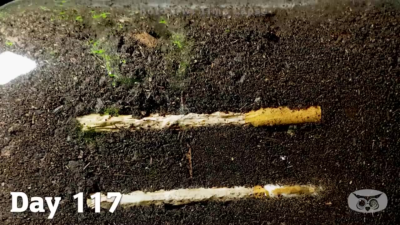 CIGARETTE IN SOIL - 1 YEAR Time Lapse [4K]