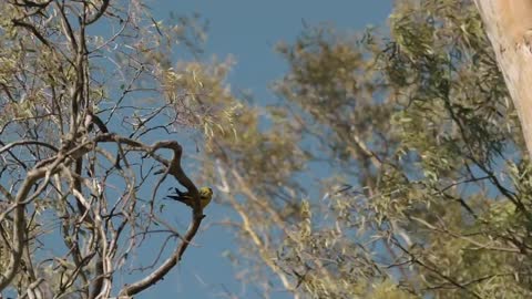 Helping the Regent Parrots !