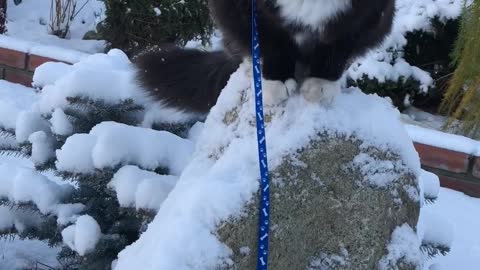 Russian man doused with cold water in winter/ and cat's reaction