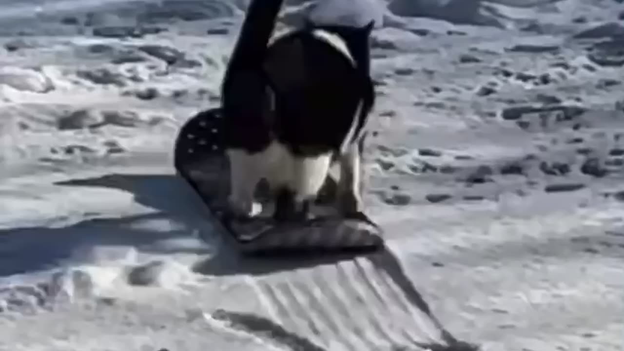 Skateboard cat