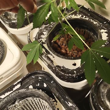 Green room 🎄🎄🎄