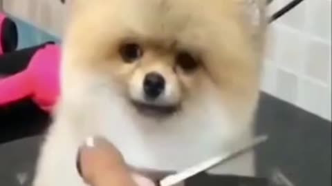 Best Animal Videos Of The Month