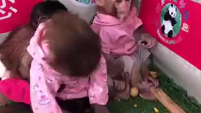 Amazing Monkey Funny Videos , New Funny Monkeys Short Videos, TikTok Monkeys, #Shorts