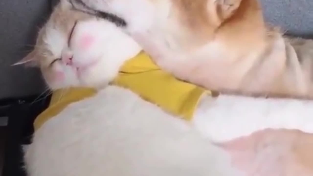 Cute cat and dog best friends