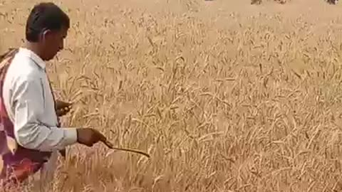 Agriculcher caltivation
