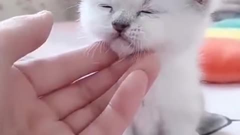 Very Cute Baby Kitten | Funny Cat Videos