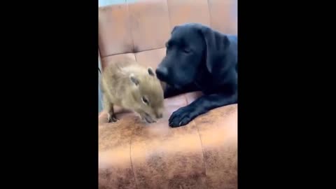 funny dog and cat