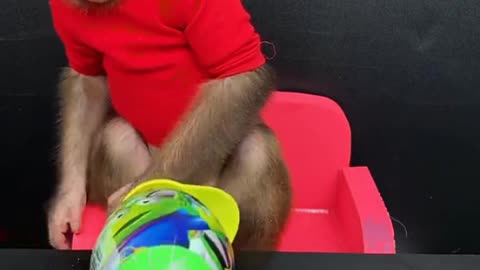 Cute Monkey