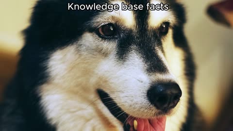 Fascinating facts about Husky origins and their life