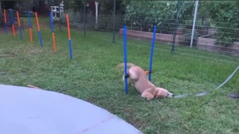 Some dogs aren’t meant for obstacle courses