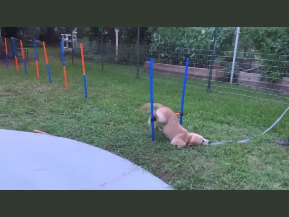 Some dogs aren’t meant for obstacle courses