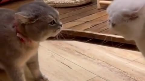 Beautiful voice of two cats