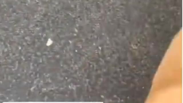 Dog runs from owner when owner drops the leash
