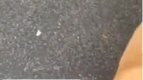 Dog runs from owner when owner drops the leash