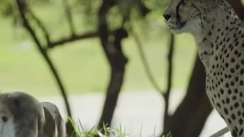 This dog is cheetah's mother dare to play like this