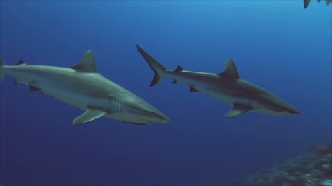 Grey Reef Sharks on a Coral Reef.