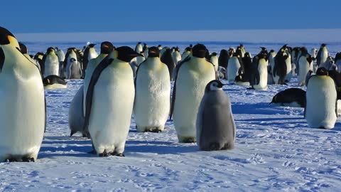 Emperor penguin colony at Antarctica