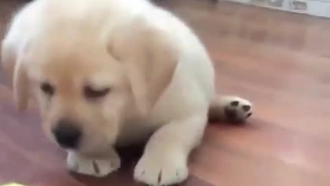 cute puppy