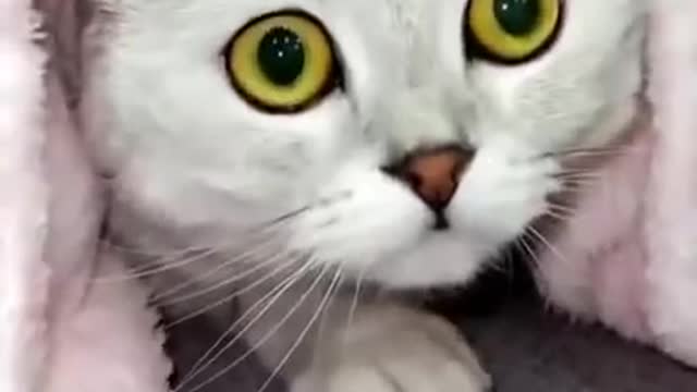 Baby cats - OMG So Cute Cats - Best Funny Cat Videos