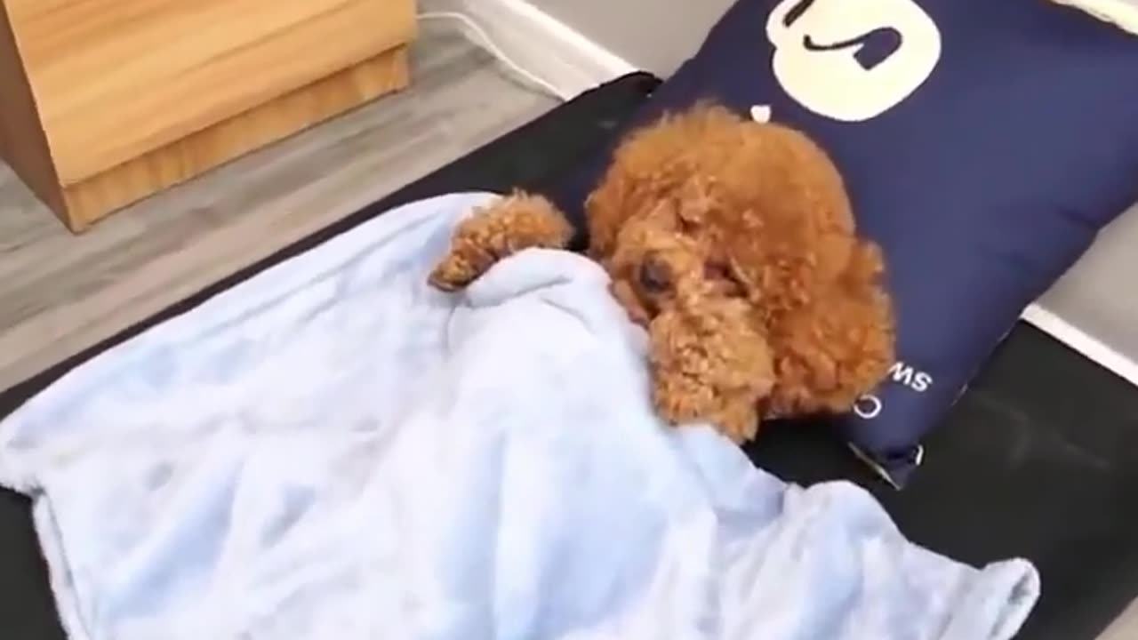 Most Adorable Puppy Taking A Snooze 😎_ Cute Animals Video Bank - Creative Common Videos #shorts