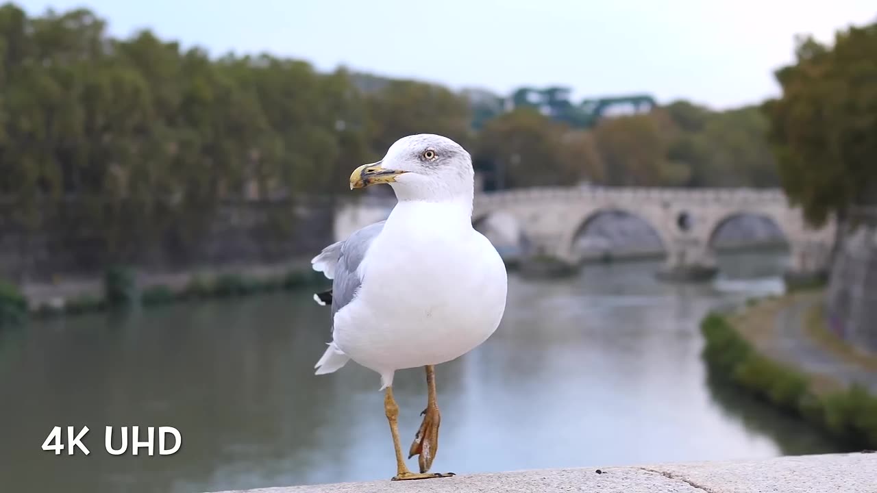 beautiful birds