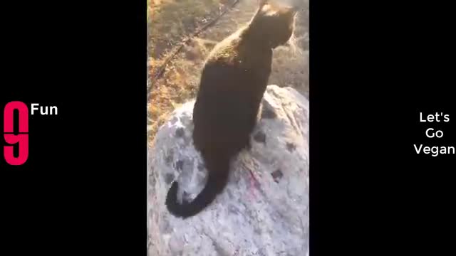 Animal Fail Compilation 😂😂😂