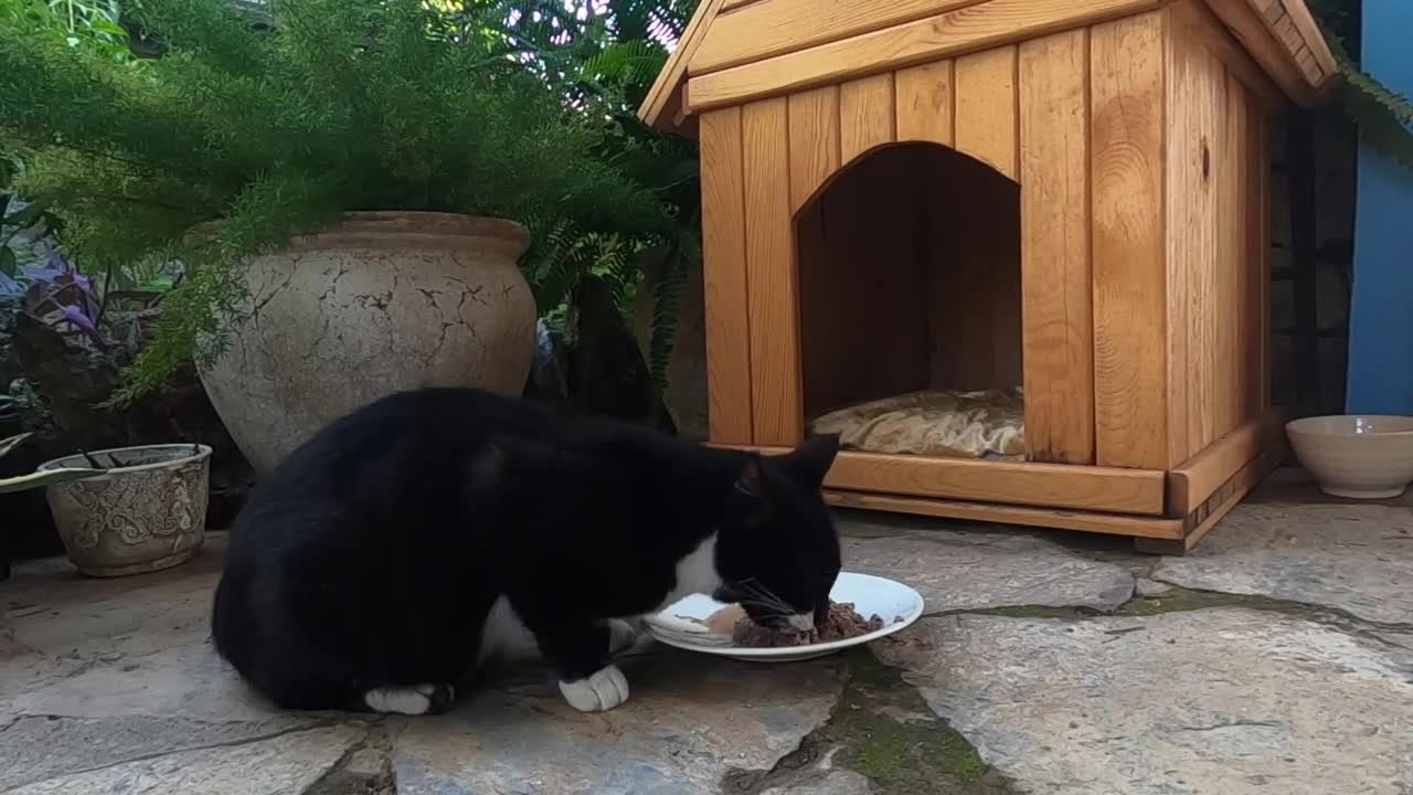 Mother cat and her kittens have settled in the cat house in my garden