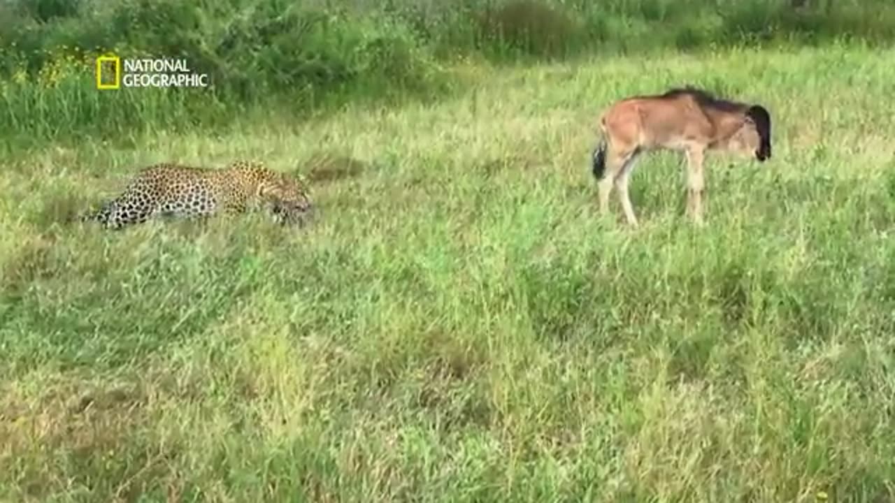 Africa's Deadliest|| Botswana Green Ecosystem|| Africa Forest