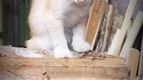 💖Beautifull Kitten's Reaction💖