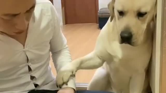 You will get STOMACH ACHE FROM LAUGHING SO HARD🐶Funny Dog Videos