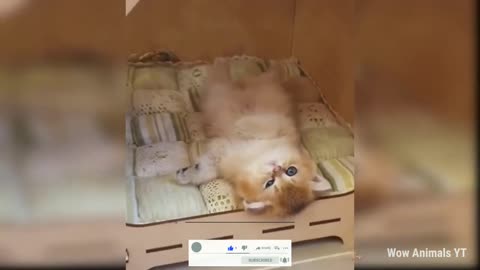 CATS FUNNY VIDEO