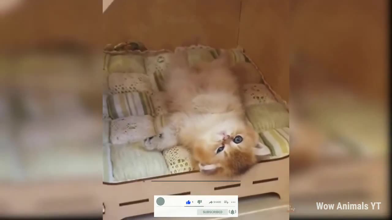 CATS FUNNY VIDEO