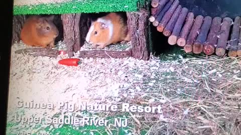 Guinea pigs and church