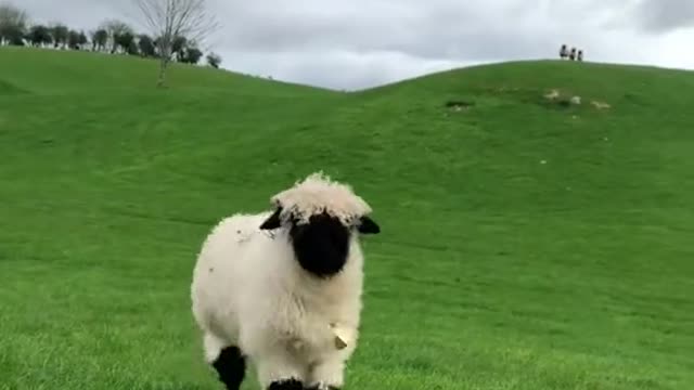 Tag someone who needs to get you a pet sheep like Jimmy