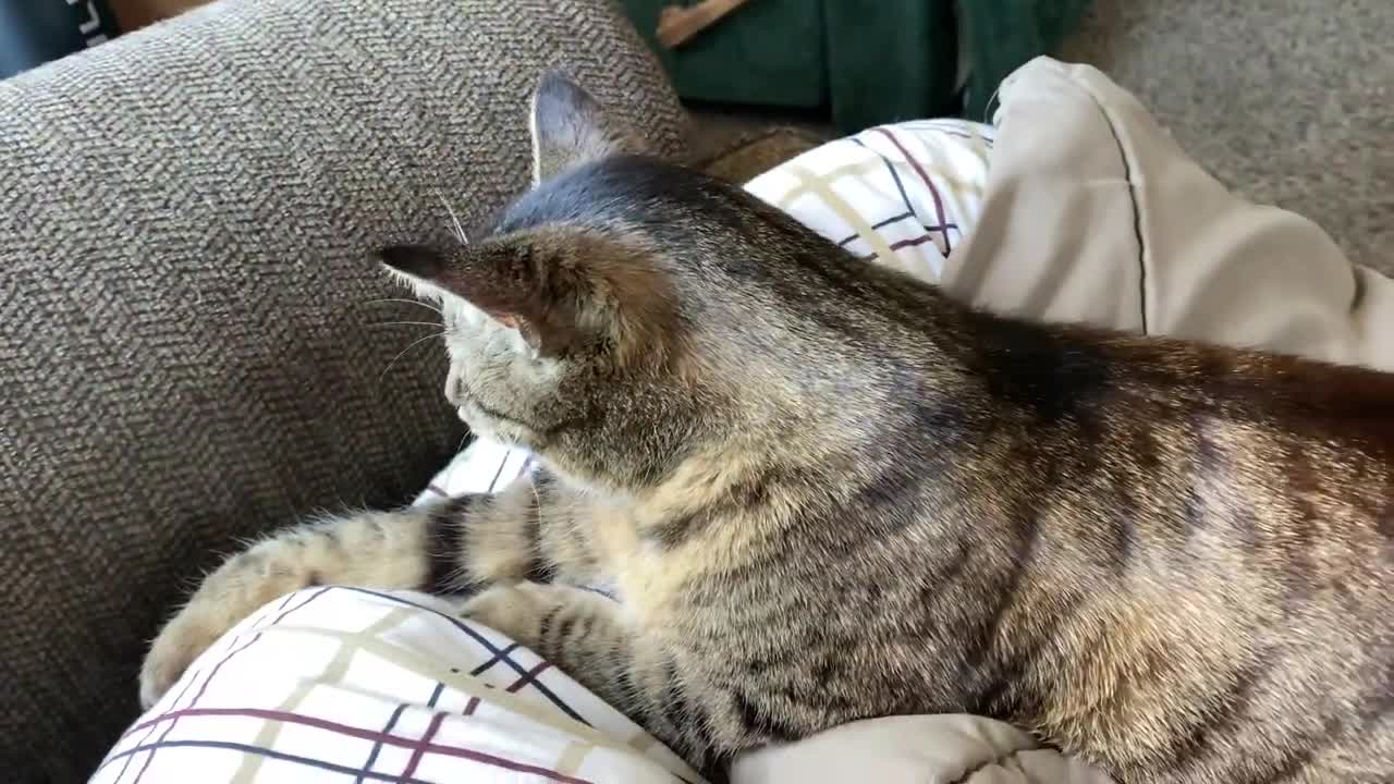 Cute Tabby Cat Purring