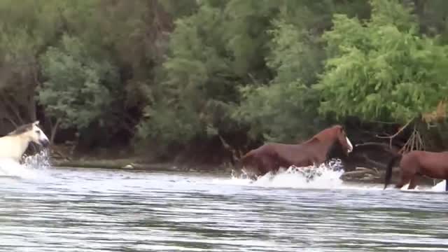 Frolicking in the river