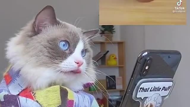 Remember cats and dogs can’t eat chocolate!!!