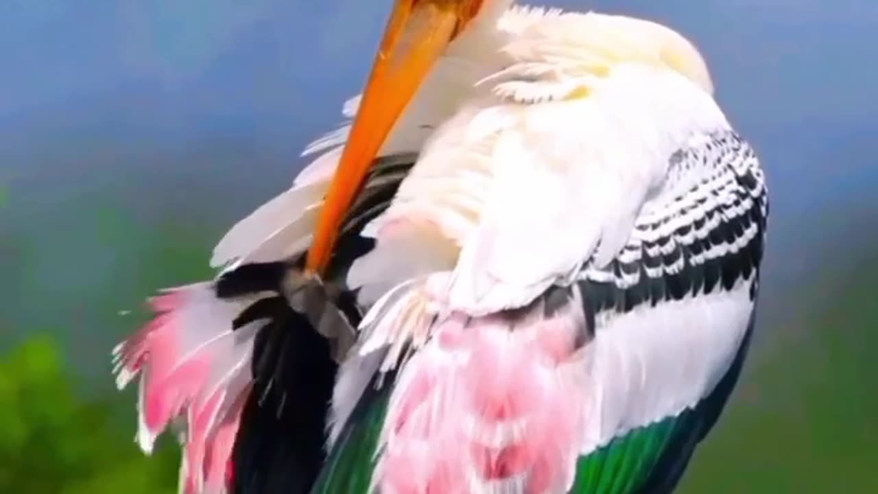 A YELLOW BILLED STORK